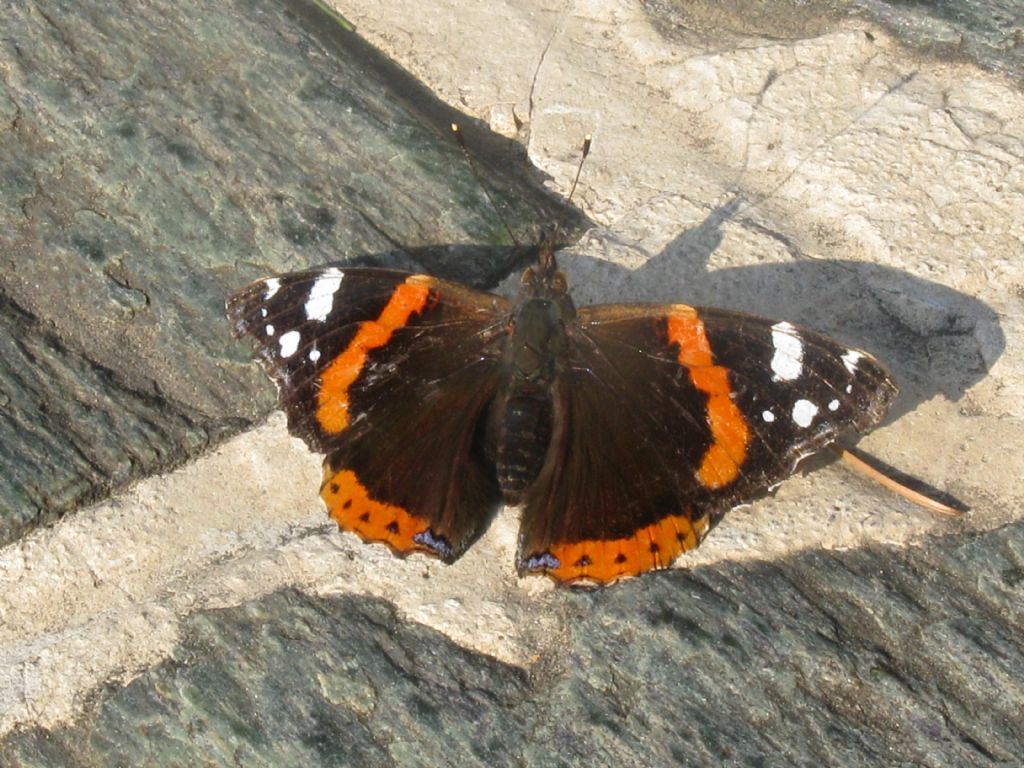 Vanessa atalanta:      maschio?  Non  detto...